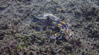 Bobbit Worm attacks Flamboyant Cuttlefish [upl. by Reamonn]