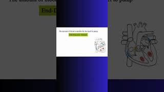 END DIASTOLIC VOLUME vs STROKE VOLUME heart bloodflow cardiovascular physiology cardiac [upl. by Arah]