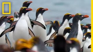 Macaroni Penguins Swim Surf and Dodge Seals to Survive – Ep 2  Wildlife Resurrection Island [upl. by Idell]