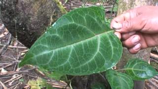 Para picadura de serpiente  Huaco  Mikania spp [upl. by Leventis]