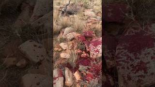 BEAST Broadhead’s CRAZY BLOOD TRAIL 🤯🤯 broadhead newtechnology archery beastbroadhead [upl. by Sherrer]