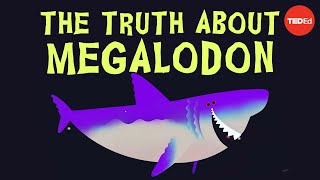 Why did Megalodon go extinct  Jack Cooper and Catalina Pimiento [upl. by Eedna651]