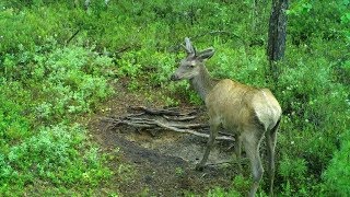 Экспериментальный СОЛОНЕЦ июнь 2018 со звуком [upl. by Nylyrehc]