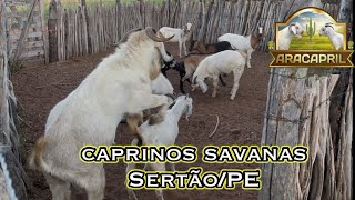 Caprinos Savana X mestiços no sertão de Pernambuco Savannah X crossbred goats in the backlands [upl. by Aridatha180]