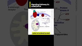 GPRC Signaling Pathway the role of cAMP [upl. by Paugh]