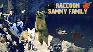 Raccoon Sammy Family Live Cam Time [upl. by Ulda]