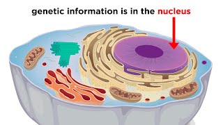 Eukaryotic Cells Part 1 Animal Cells and Endosymbiotic Theory [upl. by Torrin288]