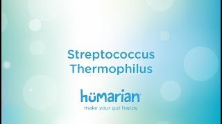 Streptococcus Thermophilus [upl. by Lezah]