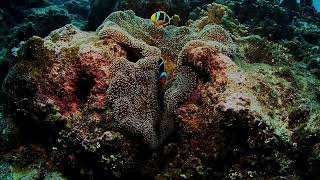 Scuba Diving from the Marshall Islands Kwajalein Atoll Diving Carlson [upl. by Ullyot464]