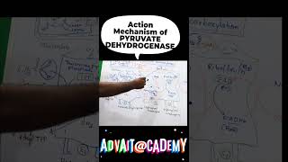 Mechanism of action of pyruvate dehydrogenase complex [upl. by Anairda97]