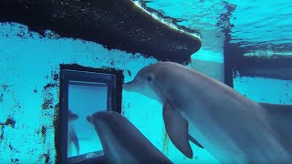 Dolphins How Smart are They Actually  Inside the Animal Mind  BBC Earth [upl. by Sandon]