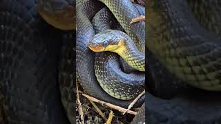 Aesculapian snake in a pile of brushwood  beautiful snake near the forest [upl. by Lobell717]