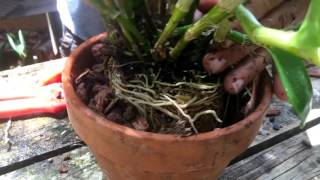 How To Repot a Dendrobium nobile orchid [upl. by Hagen]