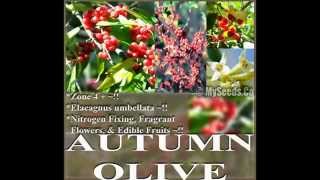 AUTUMN OLIVE  Elaeagnus umbellata  AKA Japanese Silverberry Seeds on wwwMySeedsCo [upl. by Haek]