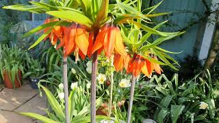 Fritillaria imperialis Rubra [upl. by Haeel]