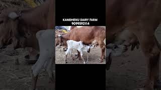 KAMDHENU DAIRY FARM gircomgujaratgircow [upl. by Cirdor]