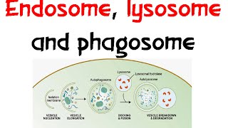 Endosome Lysozome and phagosome [upl. by Ru180]