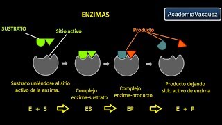 Enzimas Estructura Características y Funciones [upl. by Westhead834]