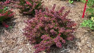 SUNJOY® Tangelo Berberis  wwwgardencrossingscom [upl. by Jolee602]