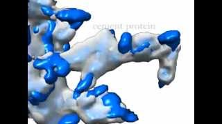 3D Architecture of Microbial Cities [upl. by Ogirdor890]