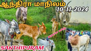 10112024 நாட்டு மாடுகள் ஆந்திரா மாநிலம் சாந்திபுரம் சந்தை 🥰 Tn24sakthivlogs [upl. by Aneeuqahs152]