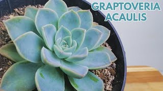 graptoveria acaulis DONSUCULENTO [upl. by Dolli922]