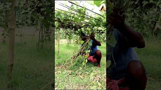 Planting Material of Pointed Gourd shorts [upl. by Gentille]