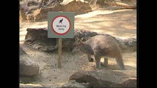 Petrogale assimilis  Наскельний валабі Квінсленда  Weasel rockwallaby [upl. by Wengert]