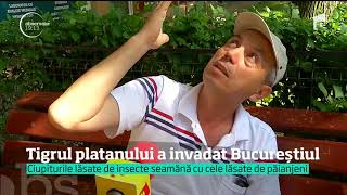 Tigrul platanului o specie de insectă a invadat Bucureștiul [upl. by Rahal]