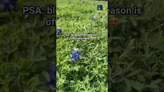 Bluebonnet season is here 😍 bluebonnets lonestarstate spring texasbluebonnets [upl. by Kcirreg]