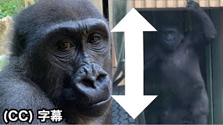 Kintaro has grown taller without our knowledge｜Momotaro family Gorilla [upl. by Bringhurst893]