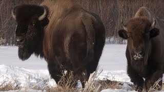 Wolf Pack Hunts Buffalo Herd  BBC Earth [upl. by Garber776]