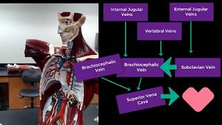 Veins and Arteries of the torso anatomical model [upl. by Lekram37]