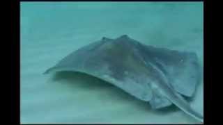 Save the Stingray  RIP Steve Irwin [upl. by Carena]