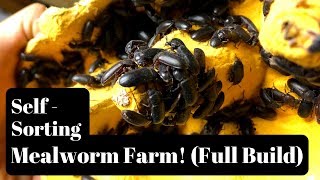 DIY Self Sorting Mealworm Farm [upl. by Garvey]