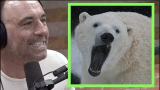 Joe Rogan  Polar Bears are RUTHLESS [upl. by Annavoj]