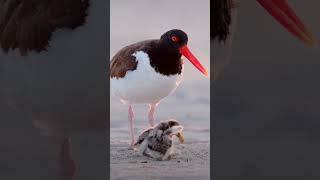 shorebird have special features food fliesbivalvessmallshrimpcrabs and fishviralshortvideo [upl. by Gentes592]