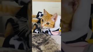 orange cat behavior😂 part 5 shorts cats funny [upl. by Corissa763]