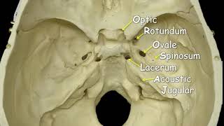 Cranial Foramina  Mnemonic Phrase [upl. by Kristine]