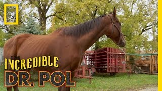 NotSoWide Receiver  The Incredible Dr Pol [upl. by Asilat]