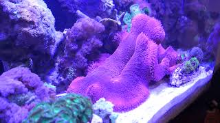 Red Haddoni carpet anemone [upl. by Noda]