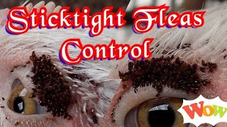 Sticktight Fleas Control in Poultry [upl. by Frodine]