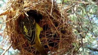 video 14 pajaros tejedores haciendo su nido Tanzania [upl. by Alletnahs]