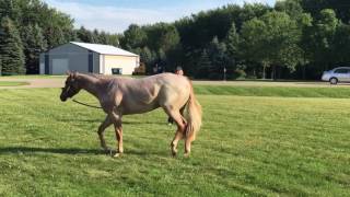 VS Fully Revived AQHA Gelding out of The Sweetest Version and by VS Flatline [upl. by Enak113]