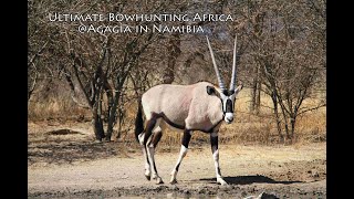 Bow Hunting Africa Namibia Traditional Compound Bows African Game 弓箭狩猎在非洲 hunting bowhunting [upl. by Jilleen548]