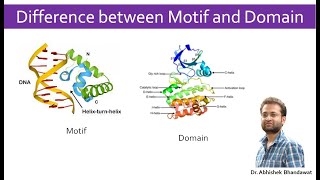 What is the difference between Motif and domain of a protein [upl. by Noisla]