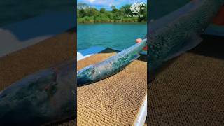 Amazing Salmon Fish Cutting Skills in Knife in Lake Side l 😍 l shorts viral trending [upl. by Aerdnak]