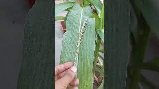 Ab Aayge BIG SIZE Corn 🌽 corn cornplant cornpollination [upl. by Ibok518]