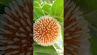 कदम Burflower tree Neolamarckia cadambashorts ytshortspopular [upl. by Story]