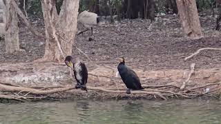 The Great Cormorant birds Australia [upl. by Anohs581]